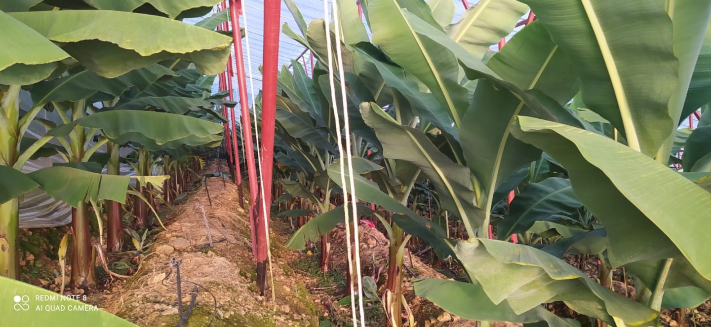 Banana Land  - Alanya