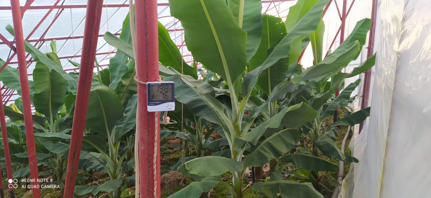 Banana Land  - Alanya