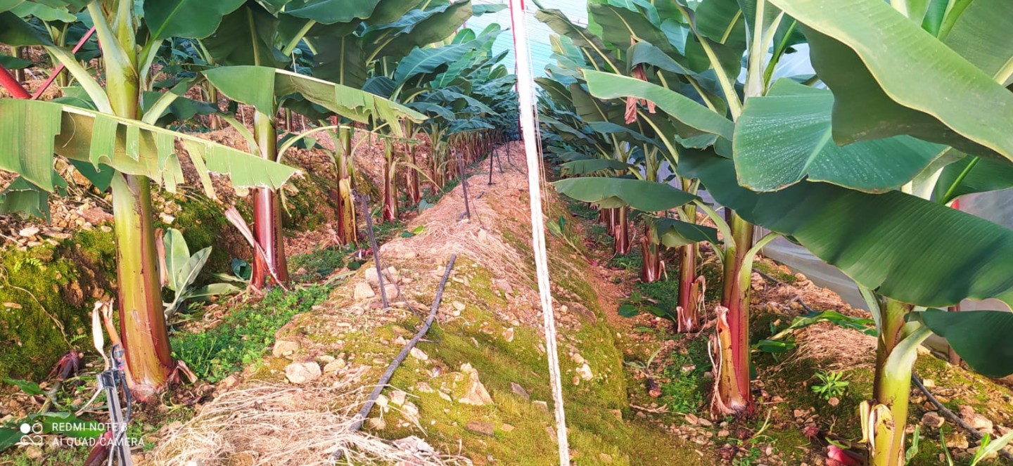 Banana Land  - Alanya