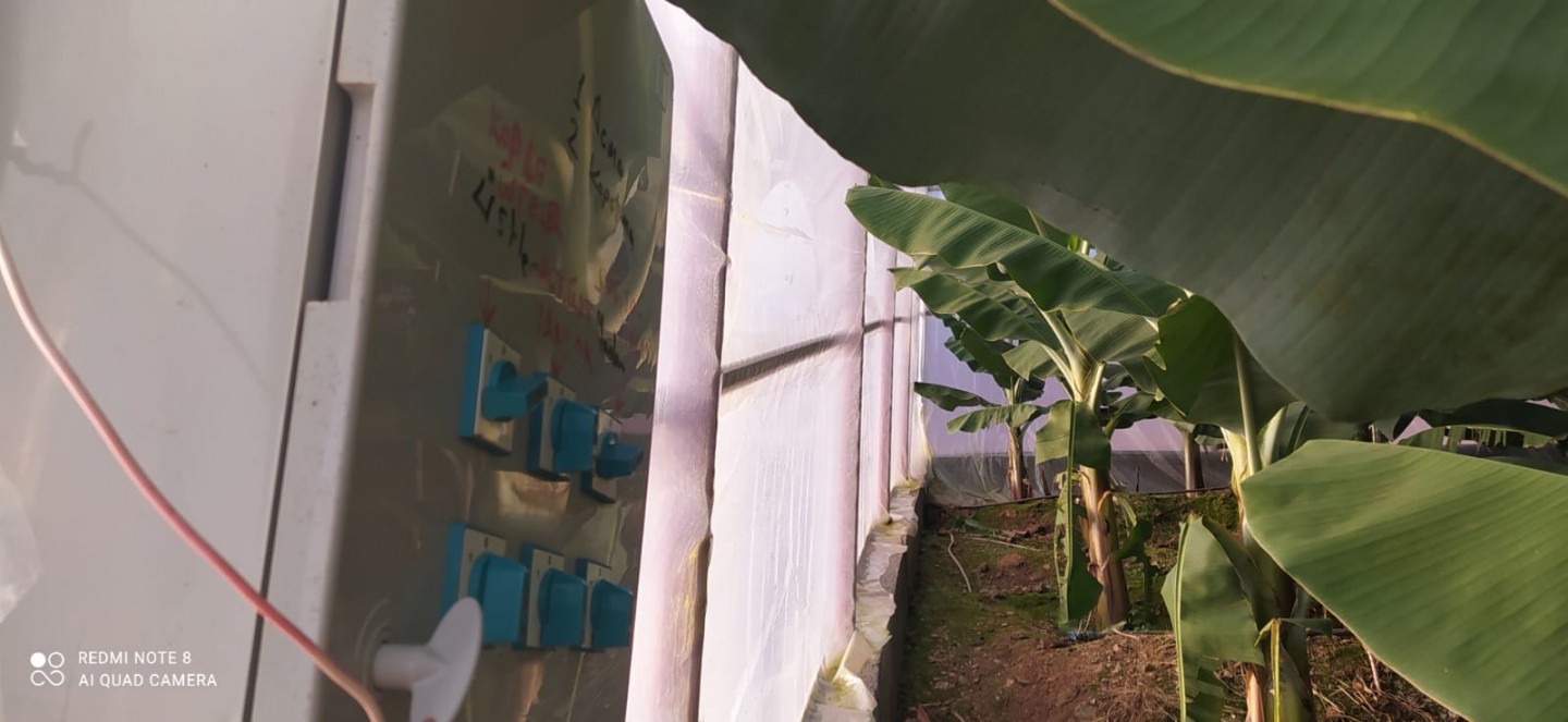 Banana Land  - Alanya