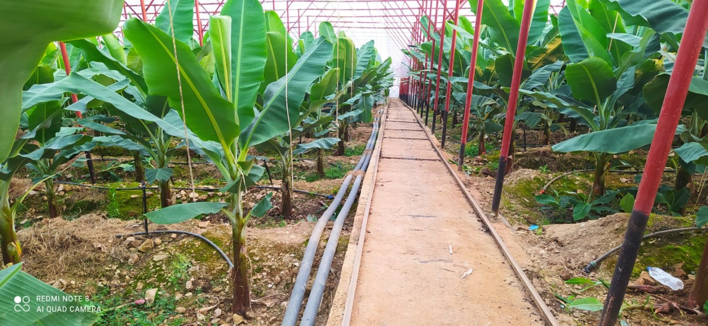 Banana Land  - Alanya