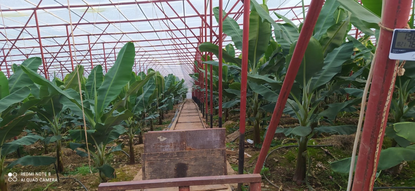 Banana Land  - Alanya